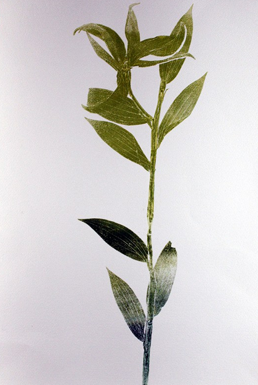 Lily print /homemade paper