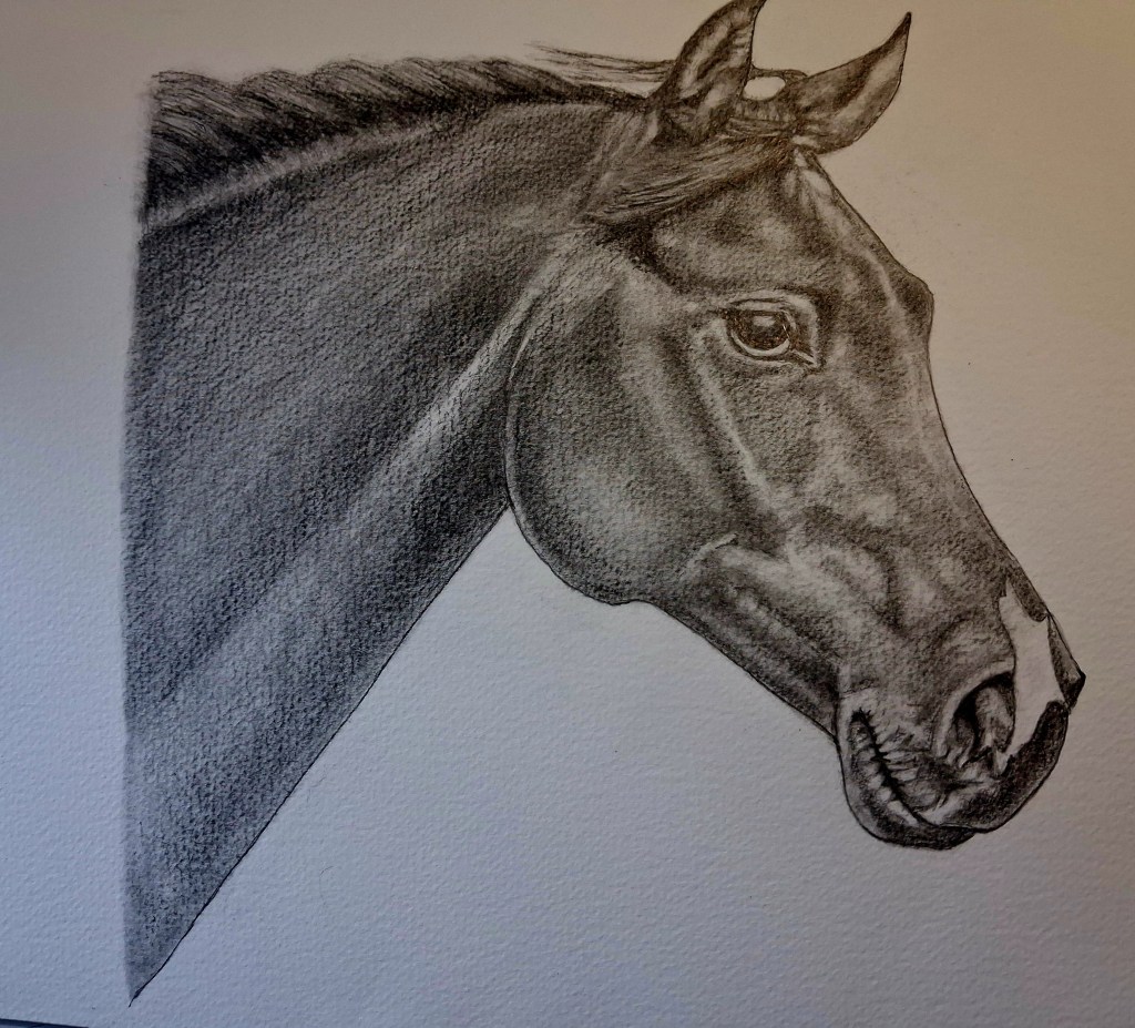 pencil portrait of a horses head